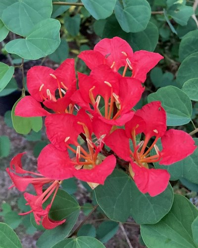 Red Orchid Tree (Bauhinia galpinii)